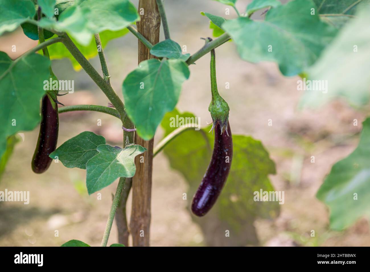 Fresh long purple brinjal (eggplant) hanging on the plant. Stock Photo