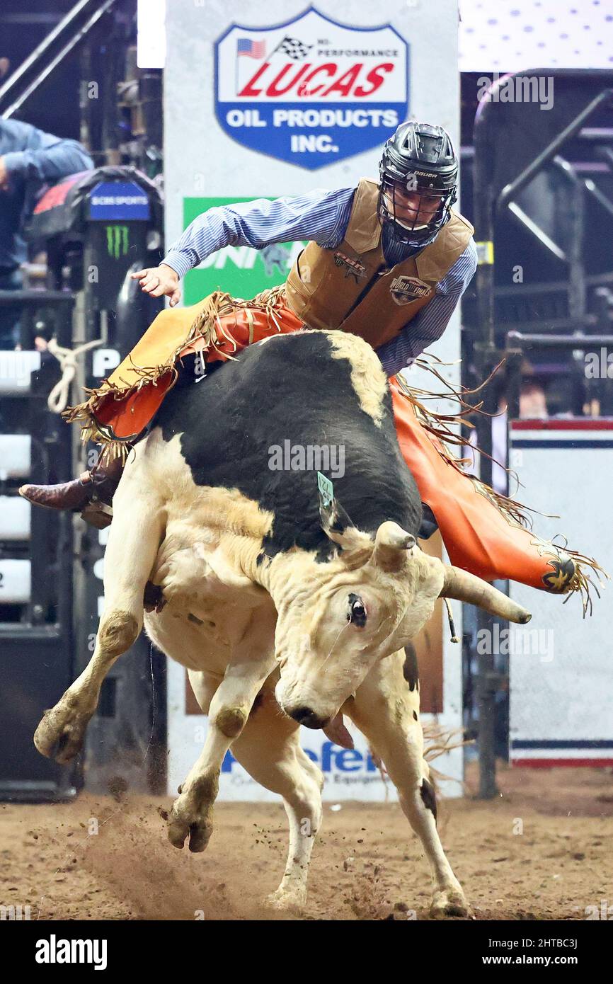 Pbr bull hi-res stock photography and images - Alamy