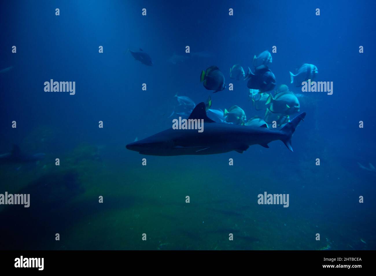 Large shark and other fishes in the deep under water, sea fish in zoo aquarium, close up Stock Photo