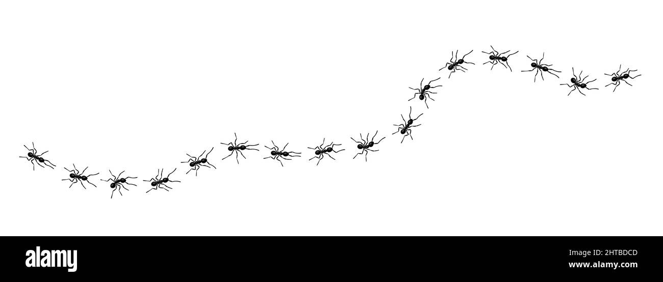 Worker ants trail line flat style design vector illustration isolated ...