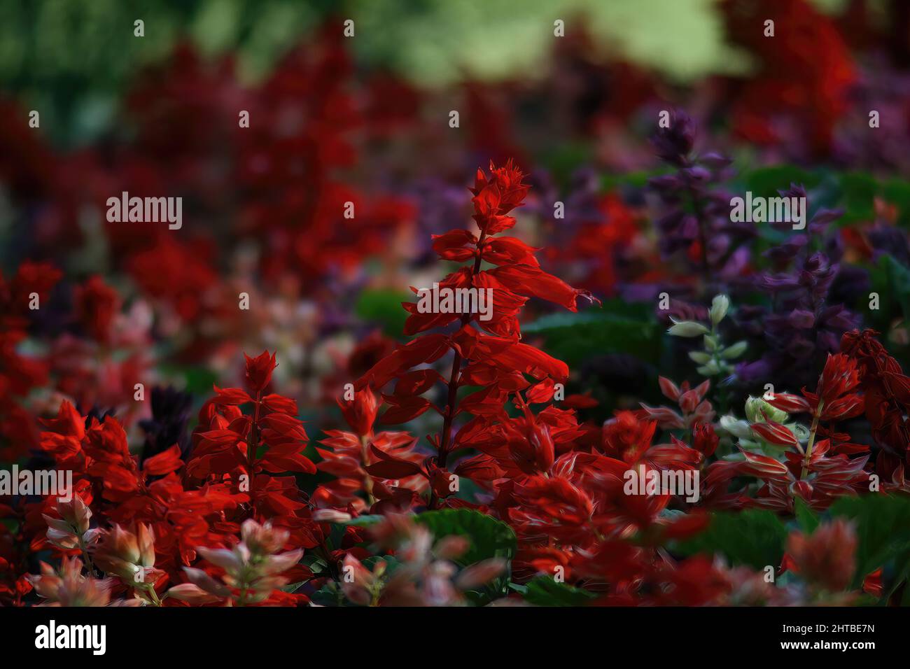 Close-up shot of scarlet sage growing in the garden on a blurred background Stock Photo