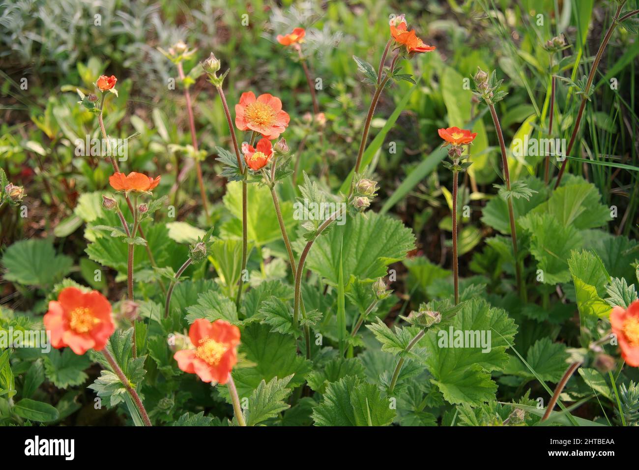 Close-up shot of geum coccineum flowering plant growing in the garden on a sunny day Stock Photo