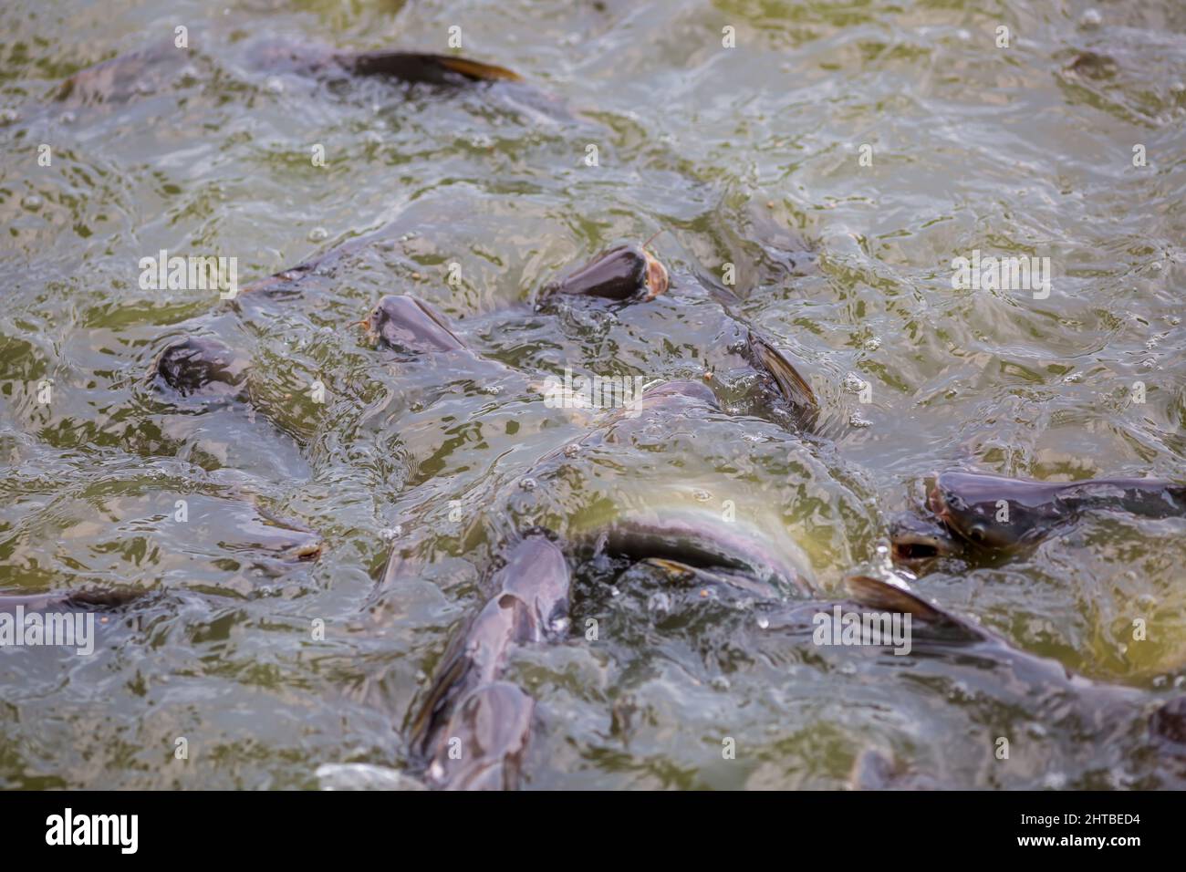 Pangasius fish or Vietnamese catfish are scrambling to eat in a farming