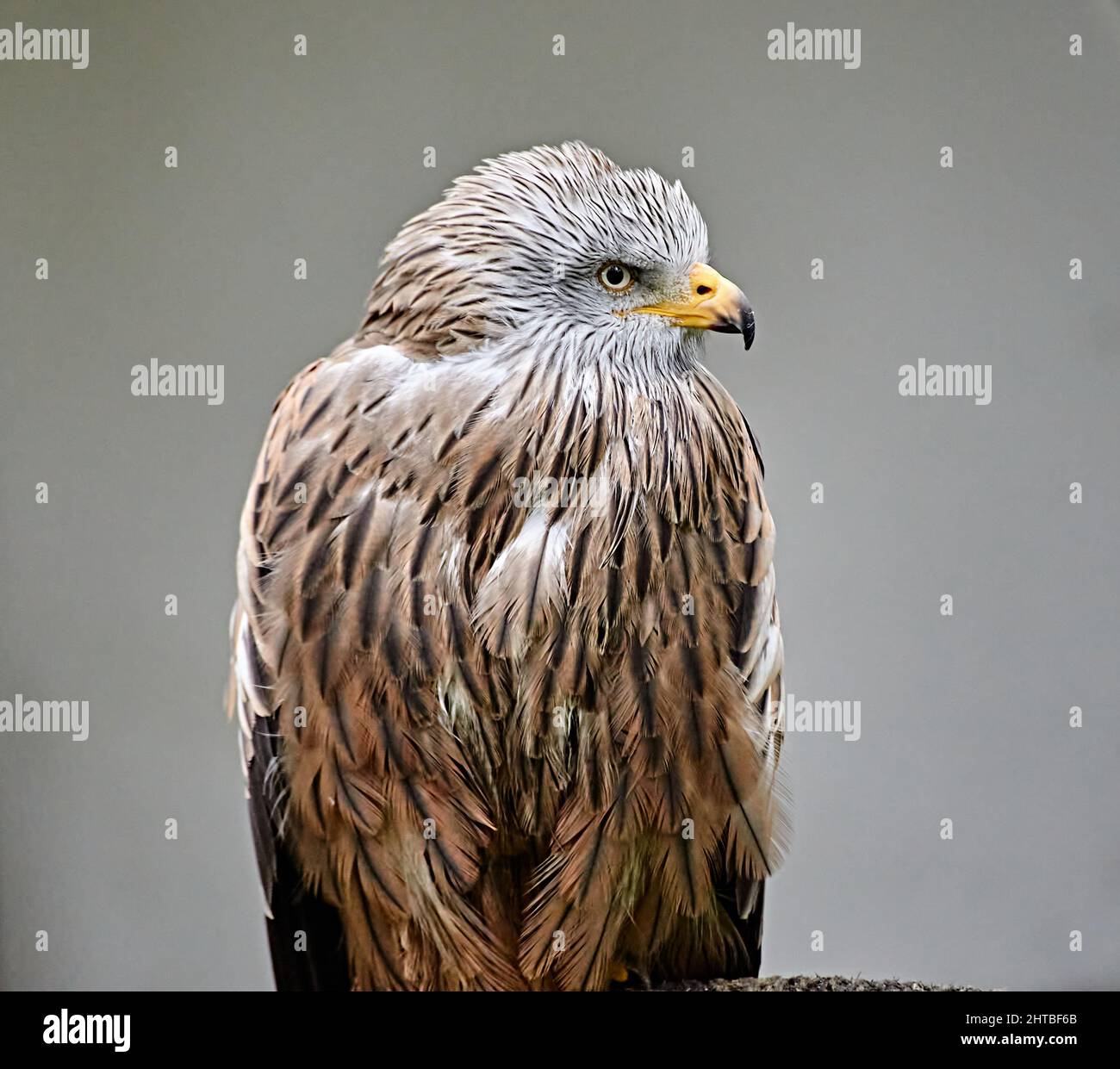 Eye focus bird hi-res stock photography and images - Alamy