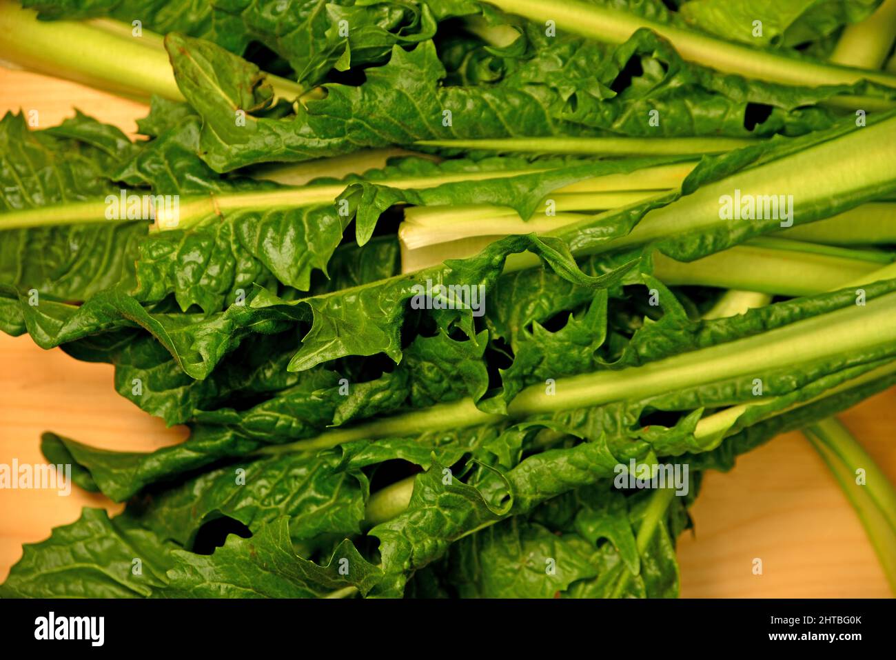 Puntarelle, fresh variant of chicory of Italy Stock Photo Alamy