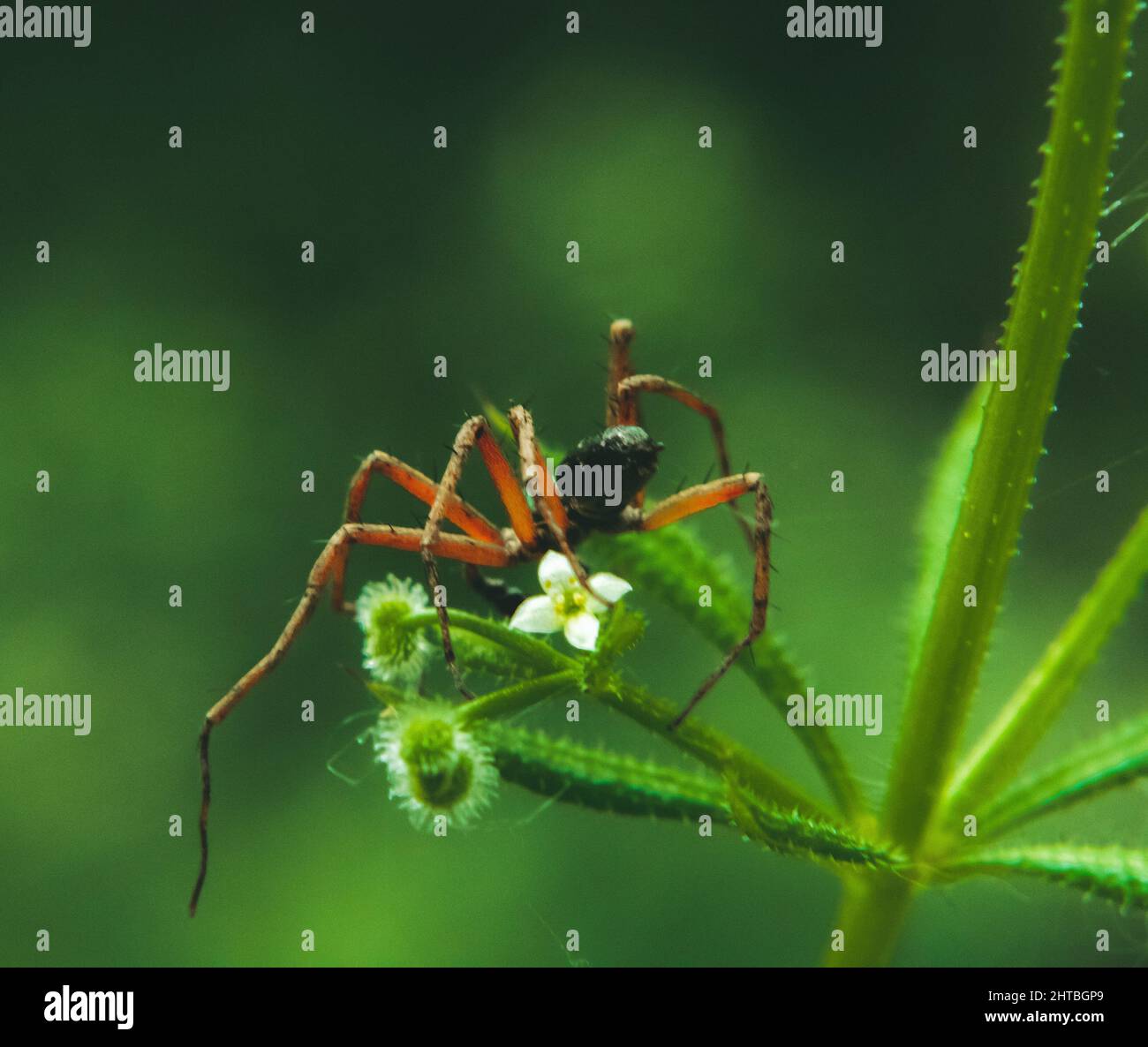 Spider on a plant on a blurred background Stock Photo