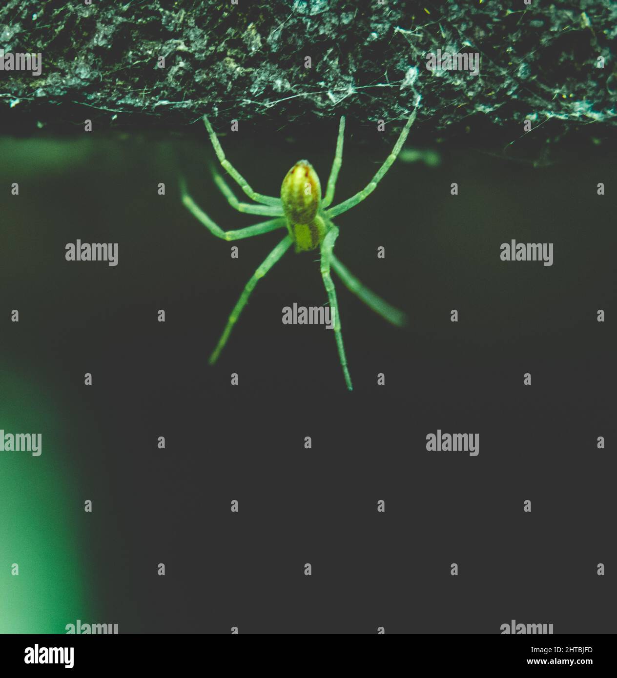Green hunter spider underwater Stock Photo