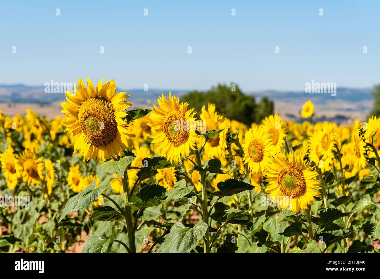Summer sunflower field and blue sky natural background Stock Photo
