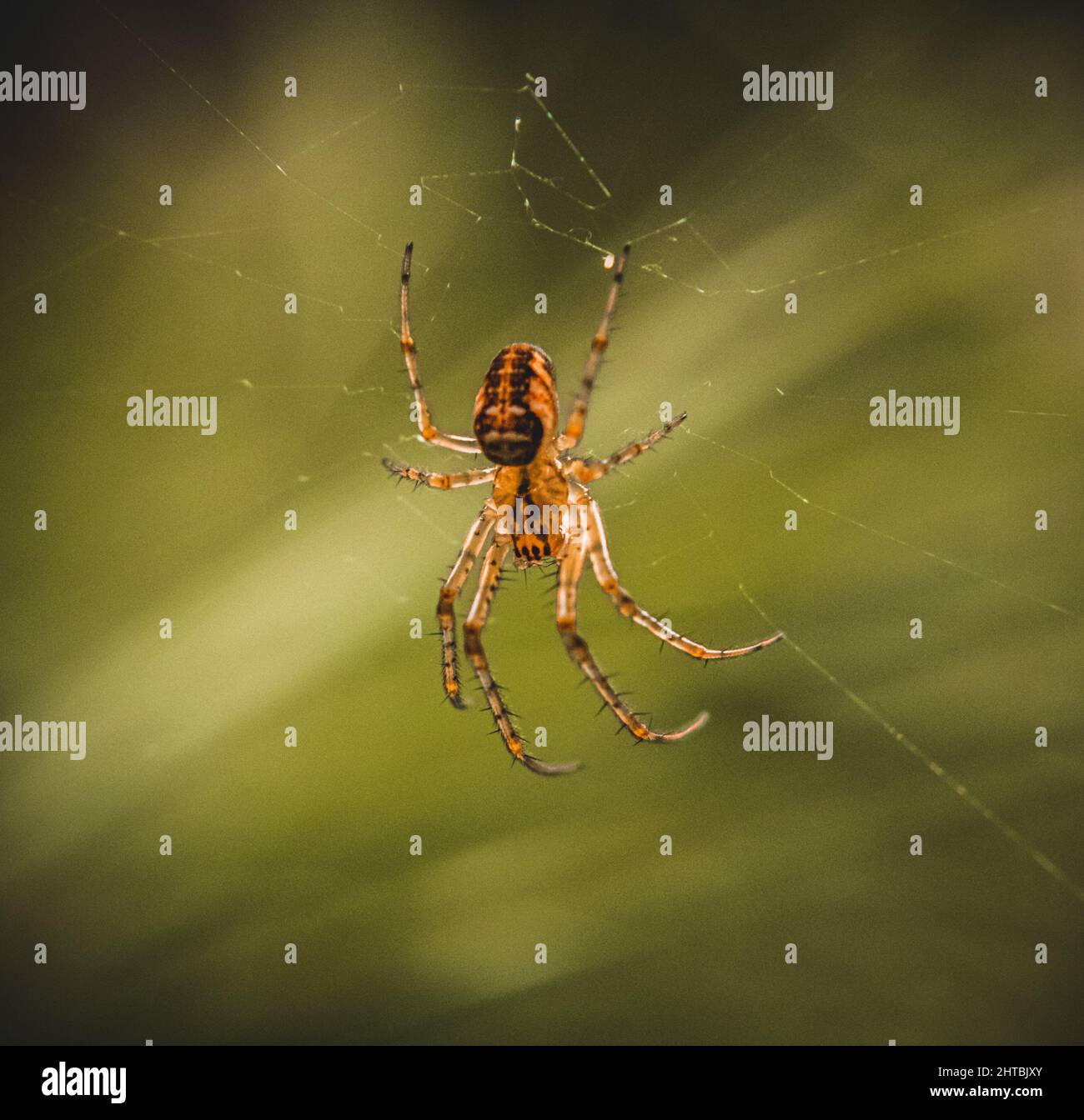 Brown spider on its web Stock Photo