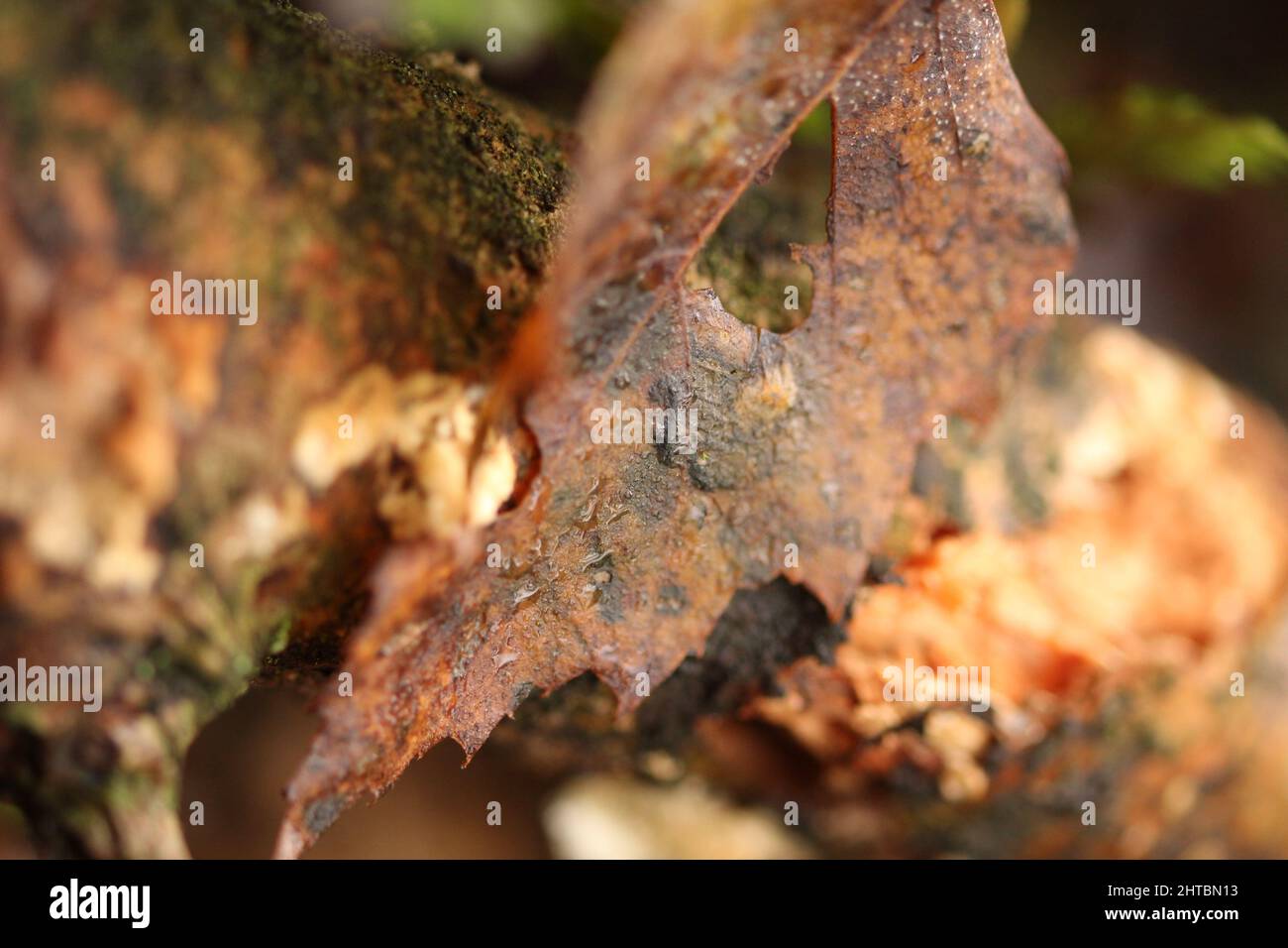 Closeup of a dry leaf on a tree branch Stock Photo - Alamy