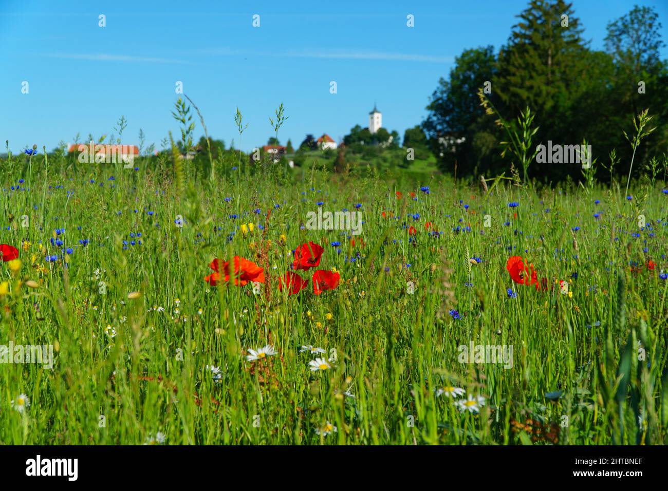 Beautiful view field wildflowers hi-res stock photography and images ...