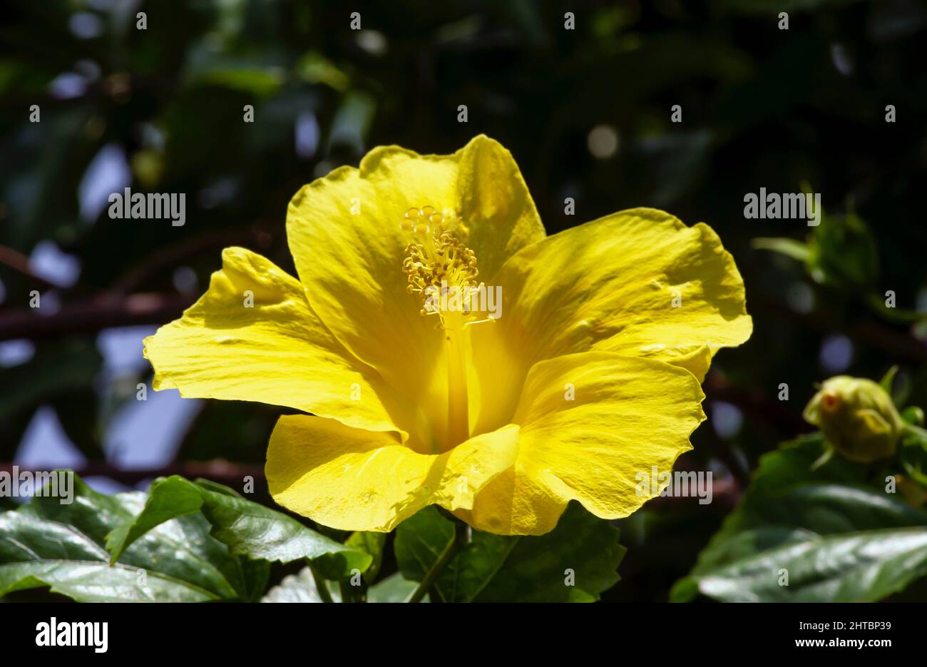 Yellow Hibiscus rosa-sinensis flower, known as Chinese hibiscus, China rose, Hawaiian hibiscus, rose mallow and shoeblackplant Stock Photo