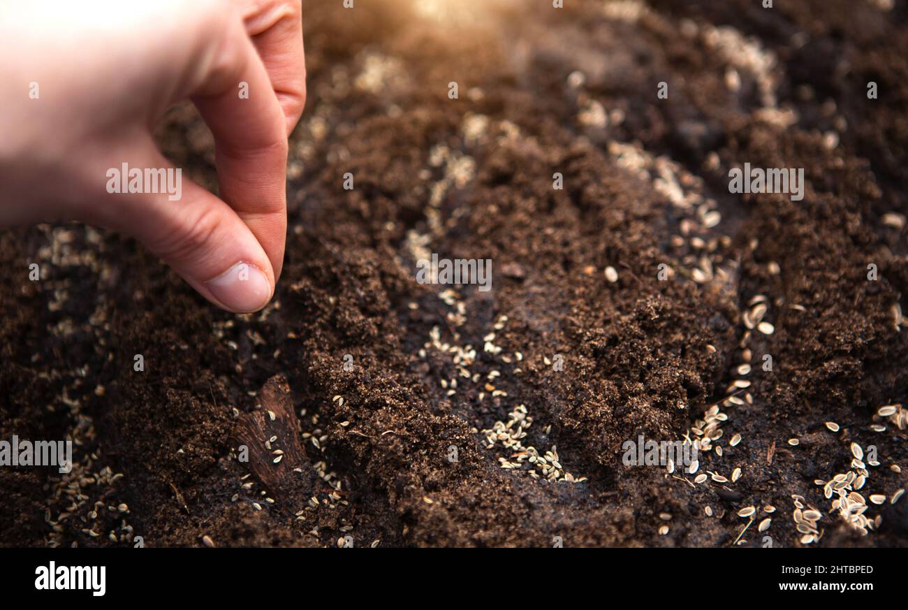 The hand sows seeds on the ground in the garden. Spring planting of a ...