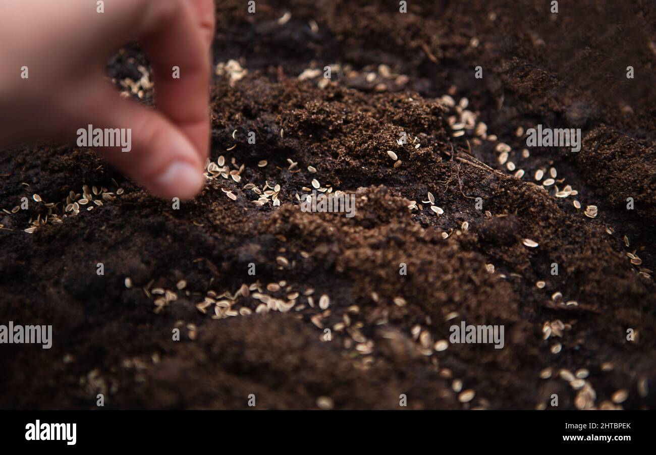 The hand sows seeds on the ground in the garden. Spring planting of a ...