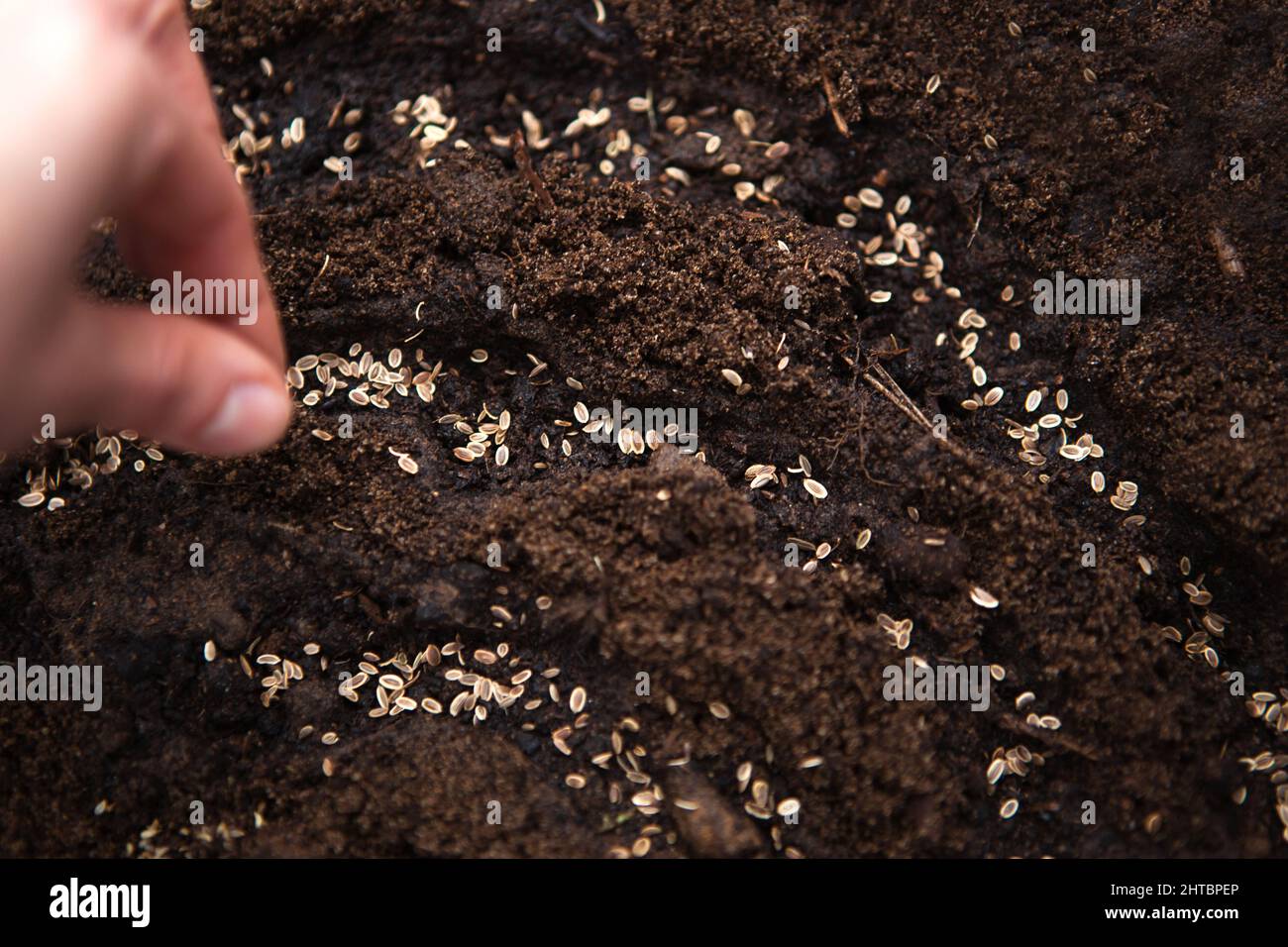 The hand sows seeds on the ground in the garden. Spring planting of a ...