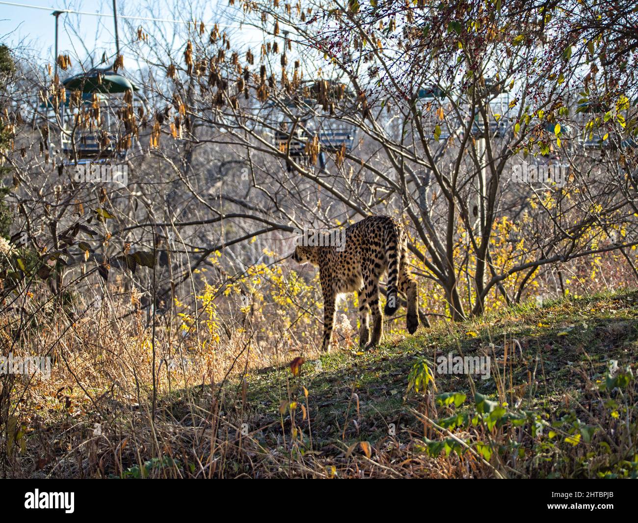Bright summer morning at the Kansas City Zoo with a cheetah running on