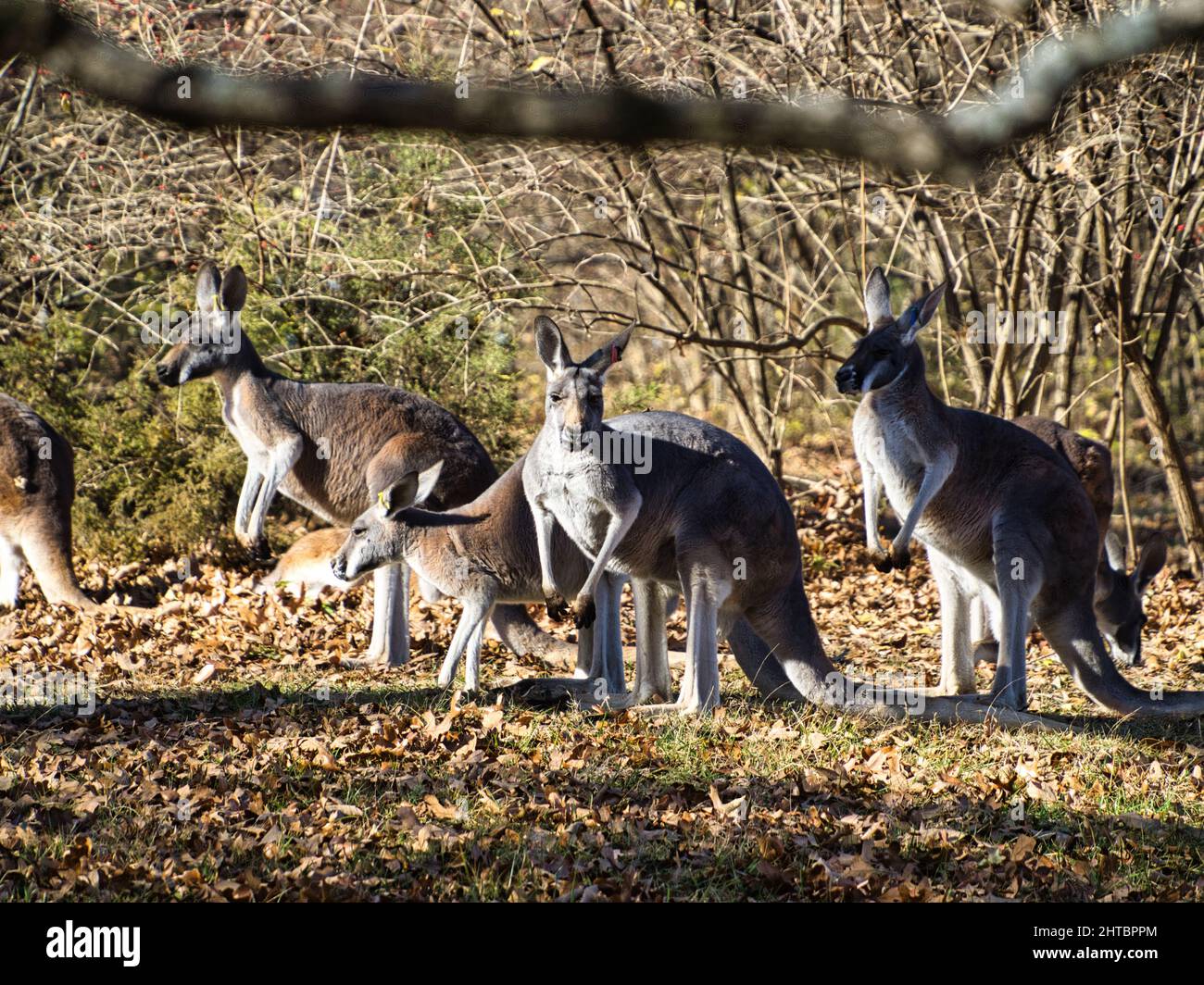 Bright summer day at the Kansas City Zoo with kangaroos standing in a