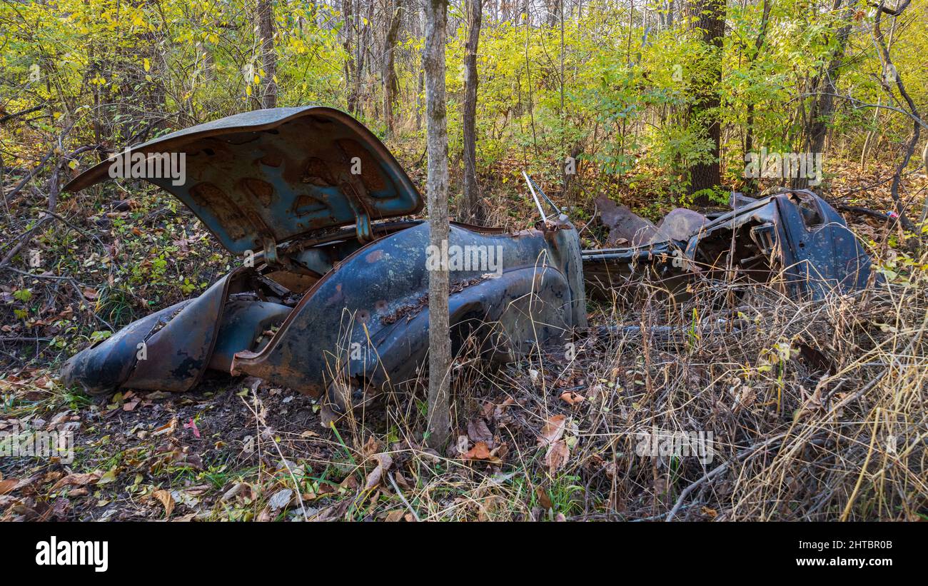 Rusted old broken car in the middle of a forest with greenery all