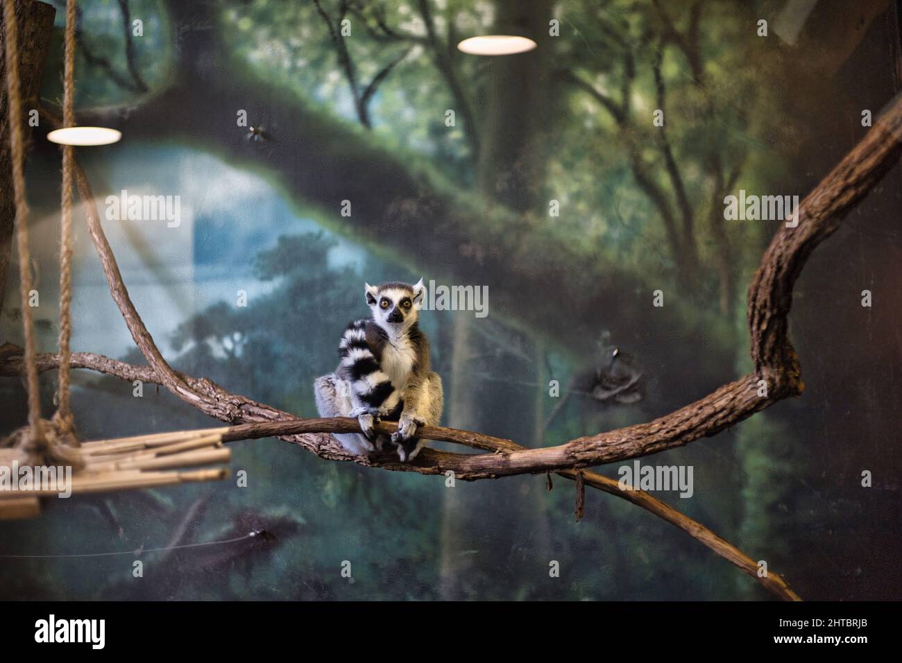 Ringtailed lemur at Kansas City Zoo, the USA Stock Photo Alamy