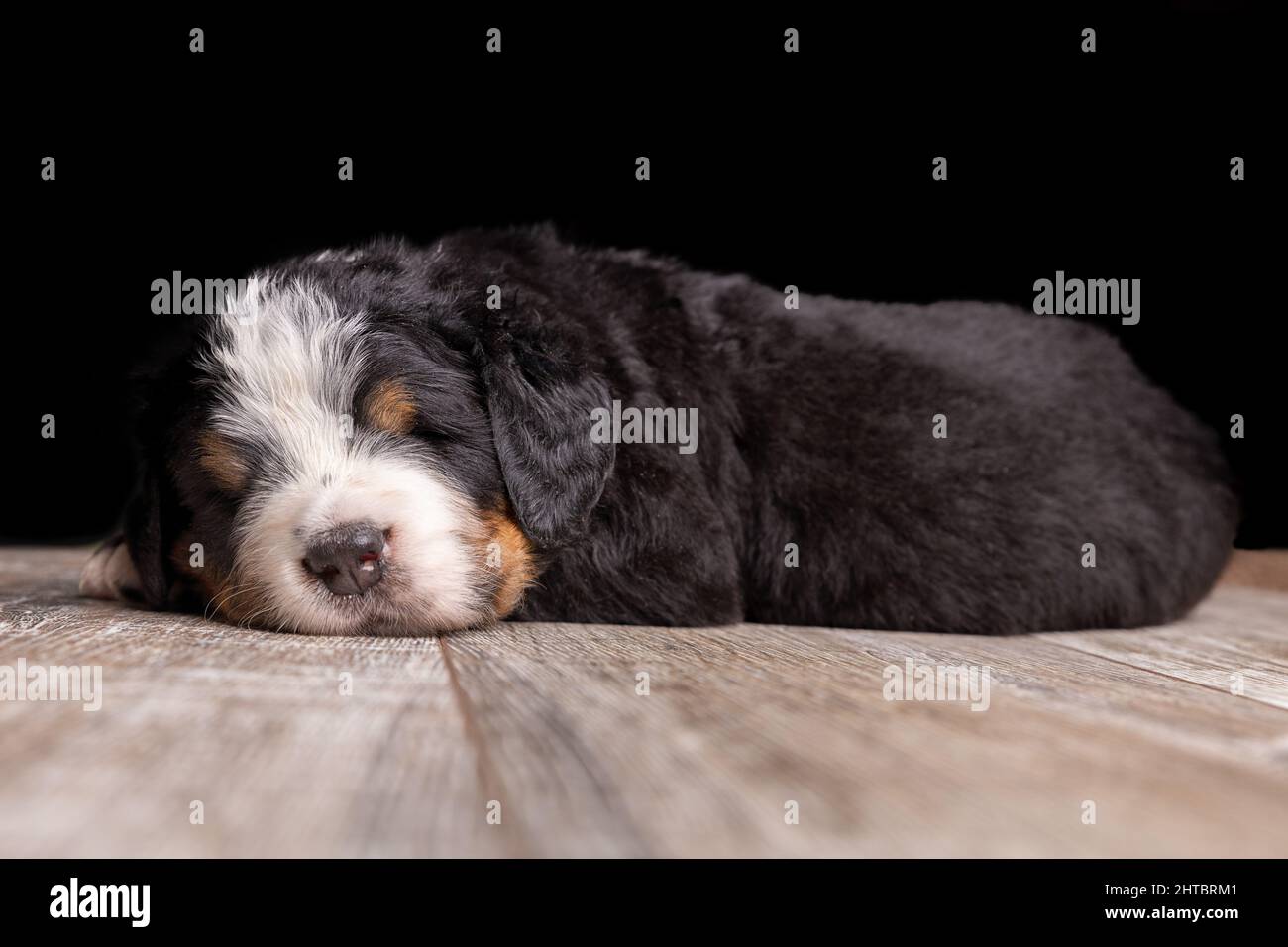 Closeup of a cute puppy on a wooden floor Stock Photo - Alamy