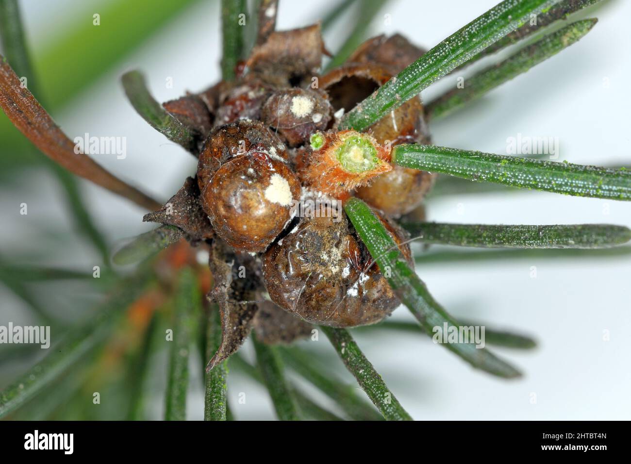 Spruce bud scale (Physokermes piceae) scale insects known as the bud scales. A pest on the shoot of spruce in the garden. Stock Photo