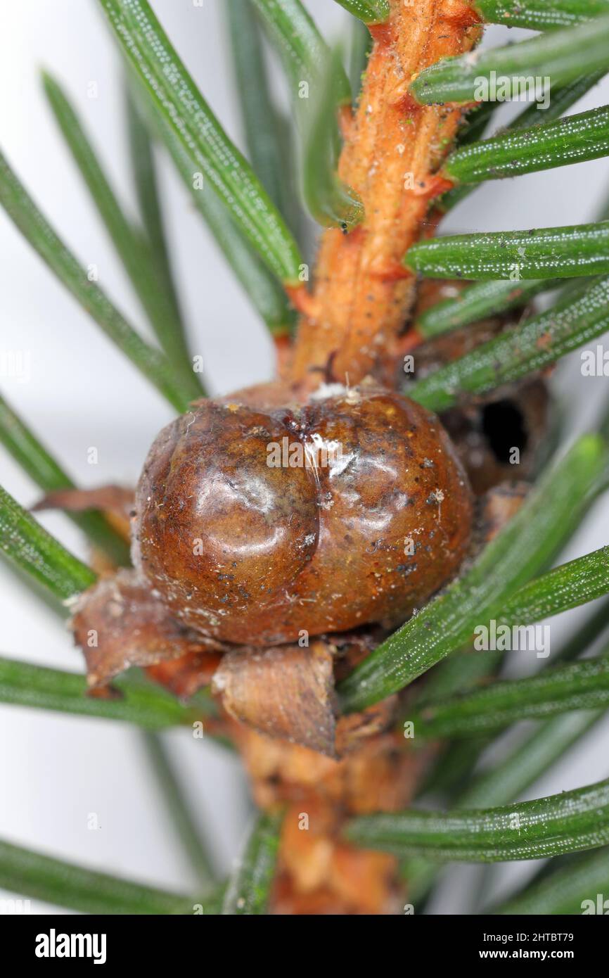 Spruce bud scale (Physokermes piceae) scale insects known as the bud scales. A pest on the shoot of spruce in the garden. Stock Photo