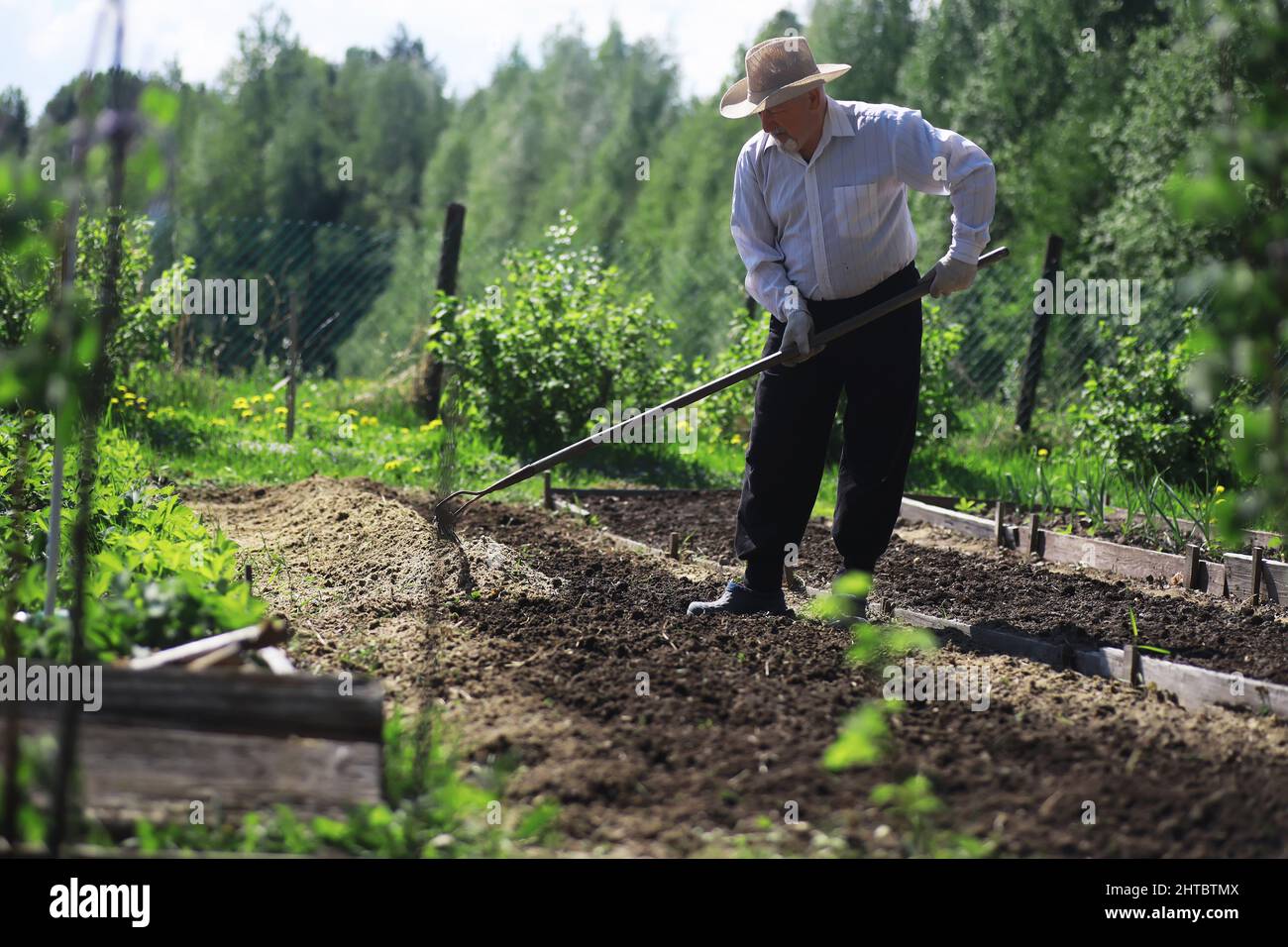 The farmer is digging a garden. A man with harvester plows the garden ...