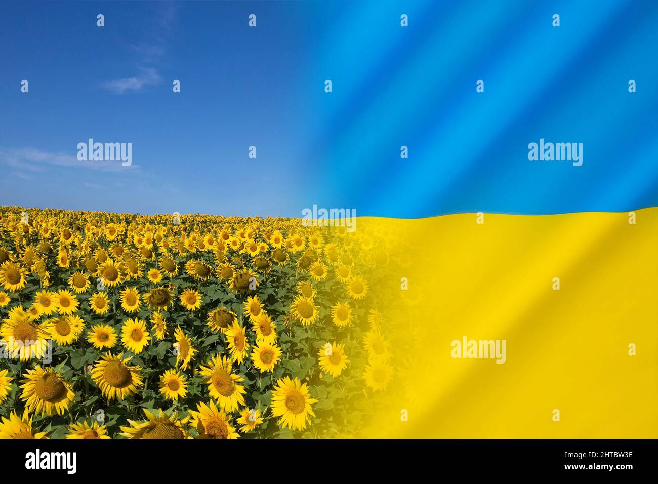The Sunflower the national flower of Ukraine Stock Photo Alamy