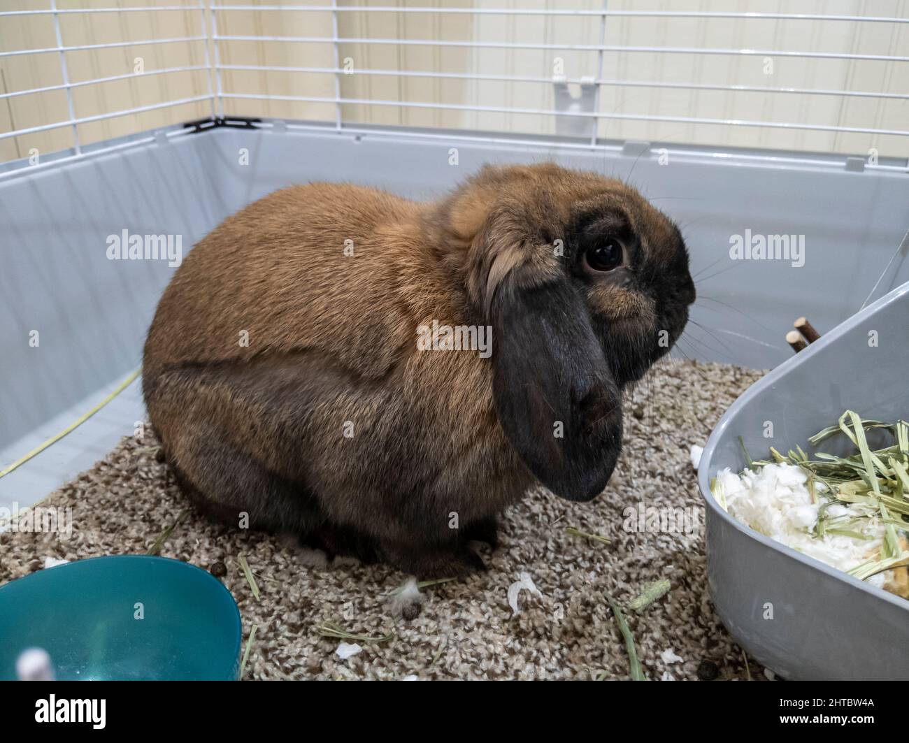 Close up of a beautiful, fuzzy brown domesticated bunny inside a large cage filled with grass and flowers Stock Photo