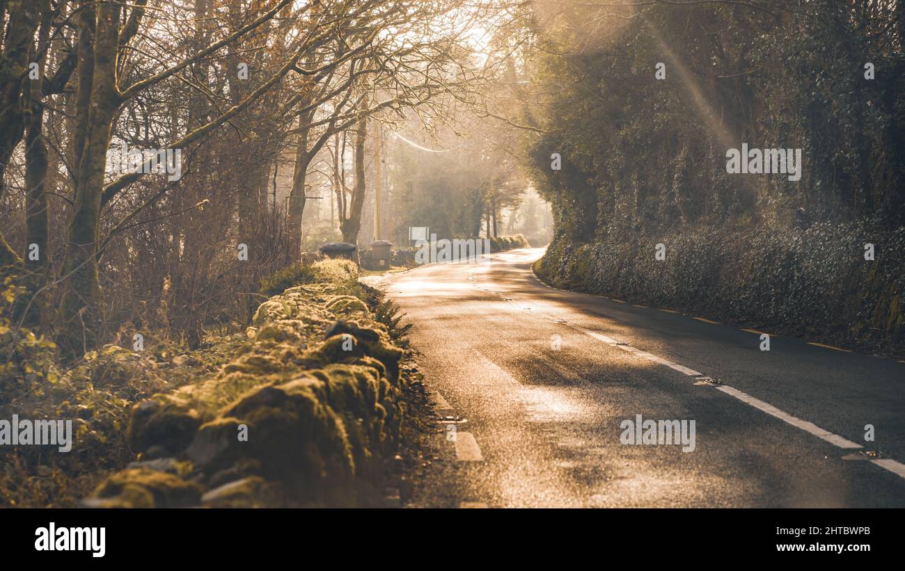 Grass field in forest sunny hi-res stock photography and images - Alamy