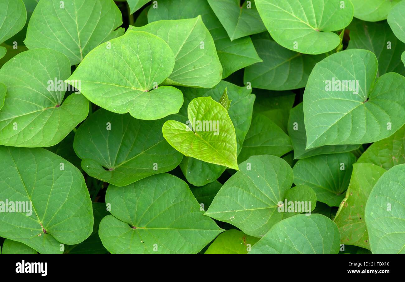 Sweet potato (Ipomoea batatas) leaves, called Ubi Jalar in Indonesia Stock Photo