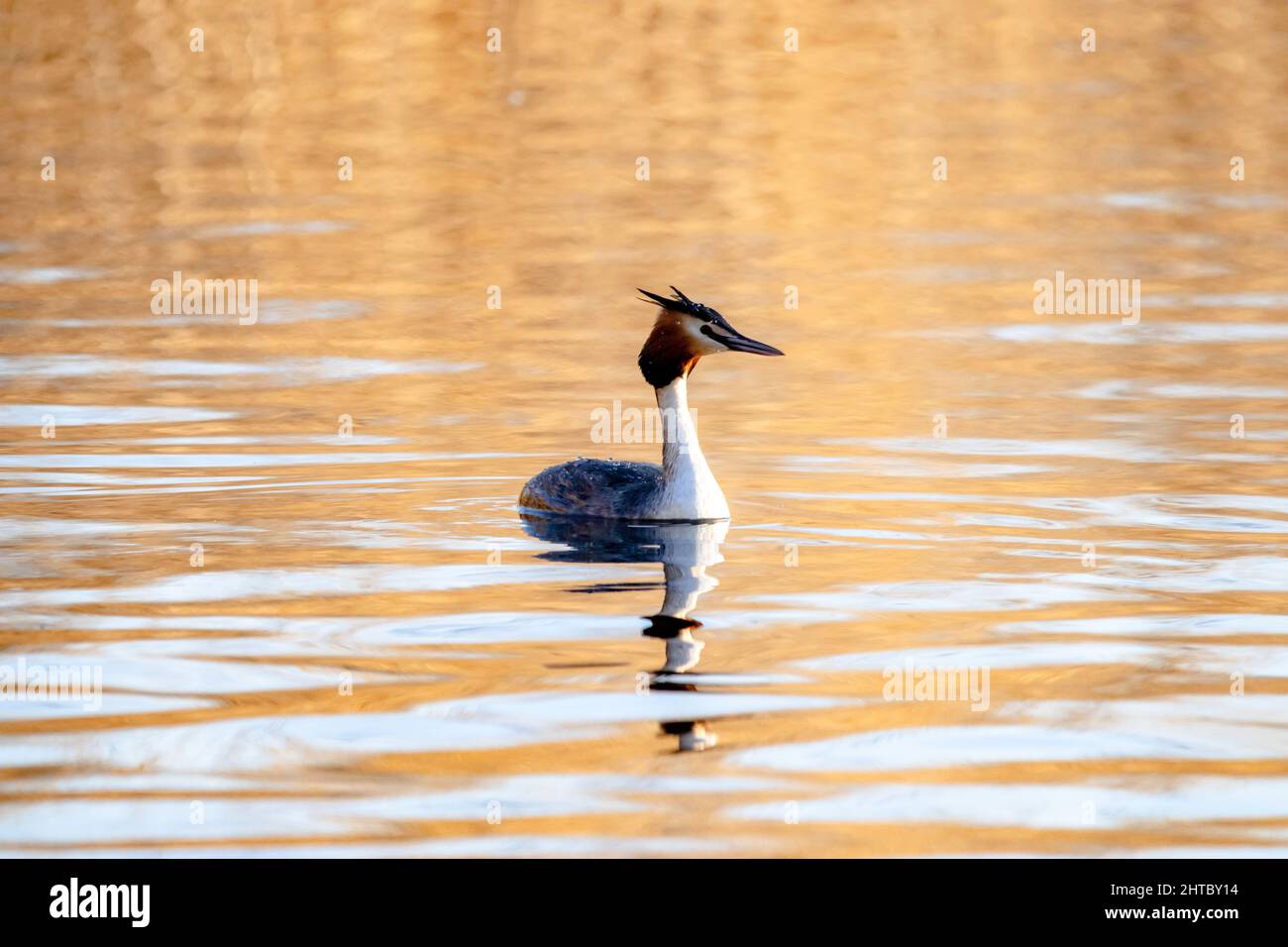 Wildlife on the Somerset Levels Stock Photo Alamy