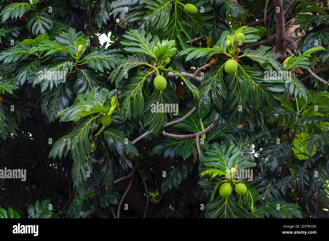 Breadfruits (Artocarpus altilis) and its green leaves on the tree Stock Photo