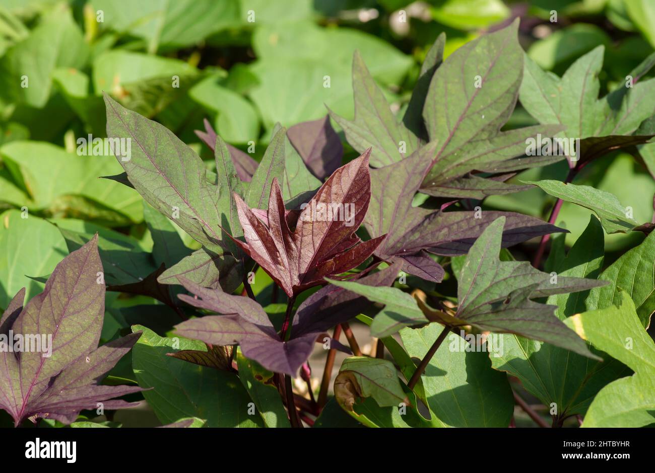 Color gradation of sweet potato (Ipomoea batatas) leaves, called Ubi Jalar in Indonesia Stock Photo