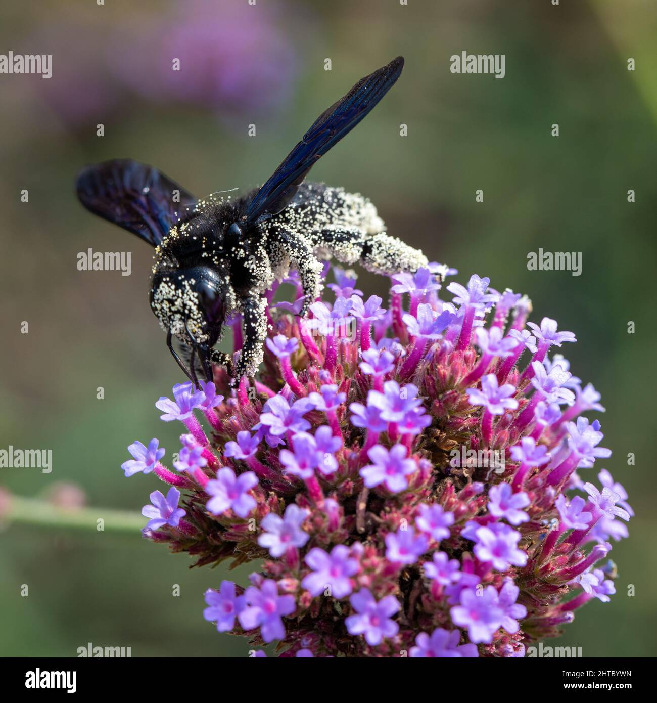 Closeup shot carpenter bee hi-res stock photography and images - Alamy