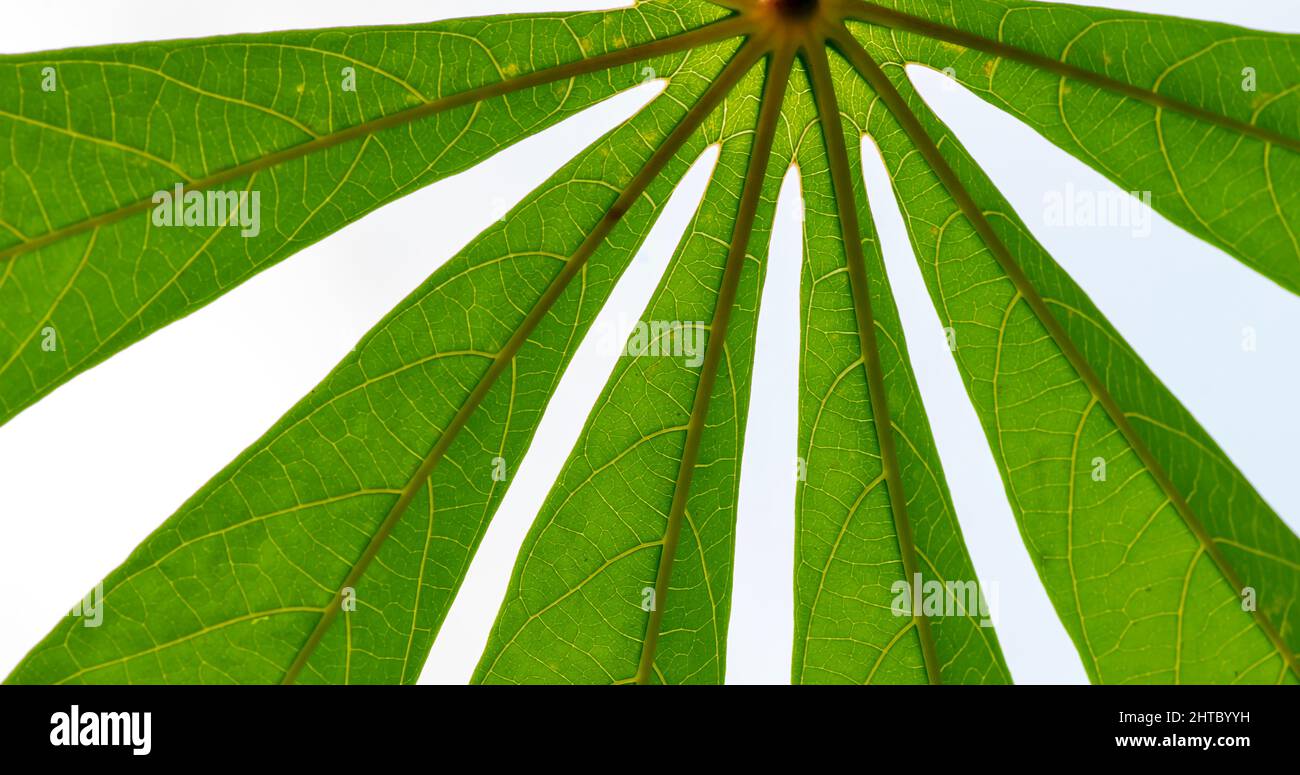 Green cassava leaves (Manihot esculenta), commonly called cassava manioc, or yuca, in shallow focus. It can be used for vegetables Stock Photo