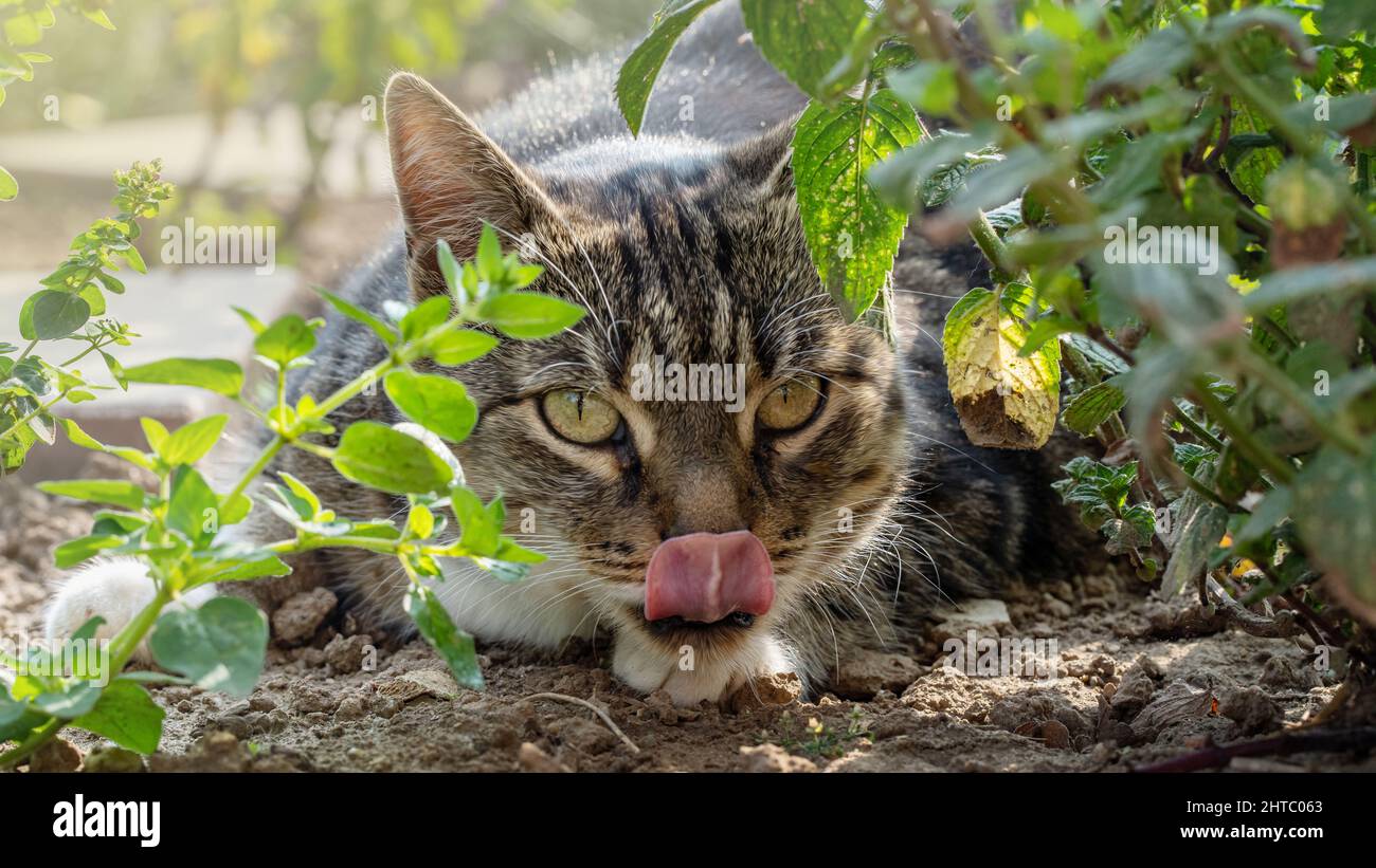 Closeup shot of a cute cat laying on the ground in the park Stock Photo ...