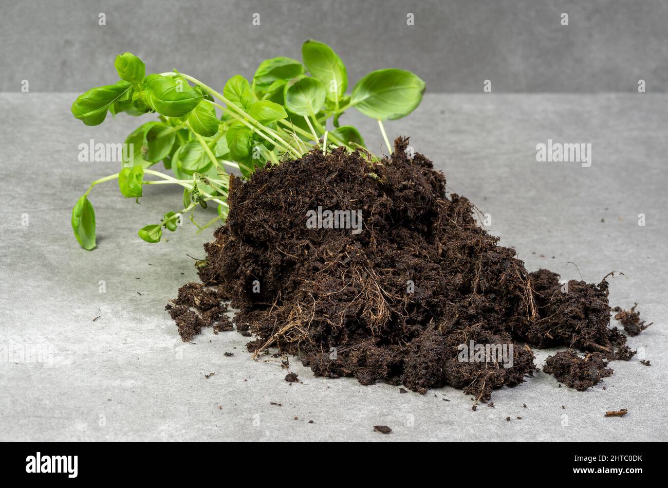 Basil plant with potting soil fallen on grey marbled ground Stock Photo