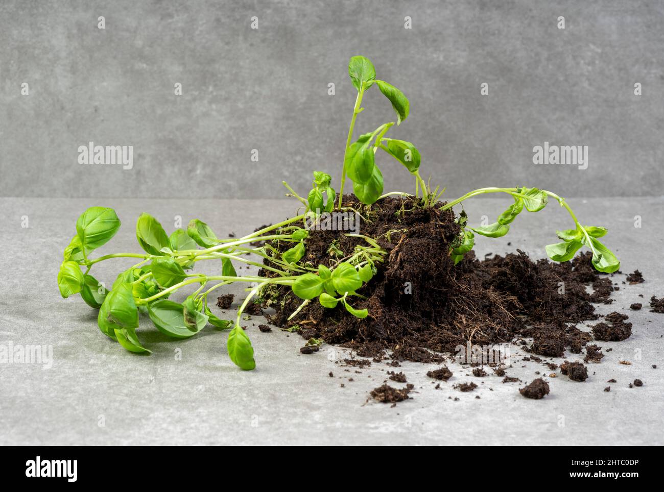 Basil plant with potting soil fallen on grey marbled ground Stock Photo