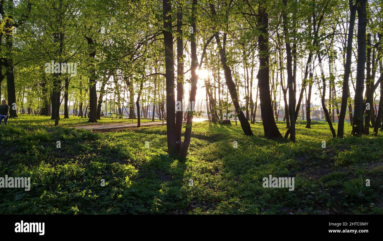 Beautiful view in a park with green trees at sunrise in Tambov Stock Photo