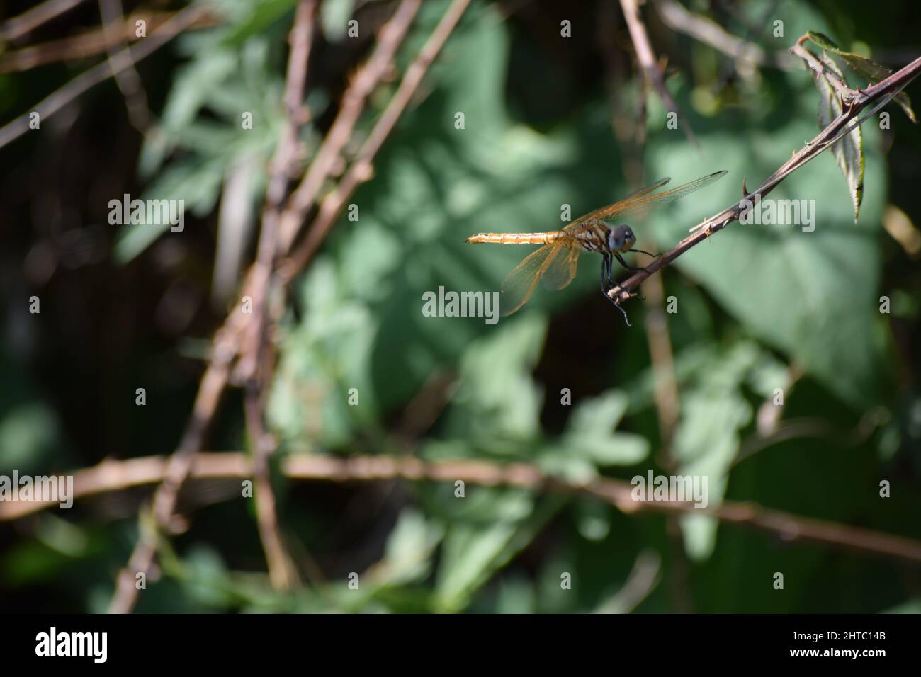 Selective focus shot of a dragonfly standing on a thin twig with ...