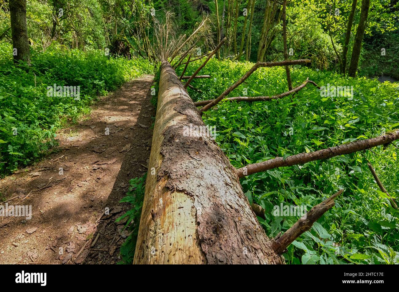 Beautiful view of a forest with a fallen tree and greenery Stock Photo ...