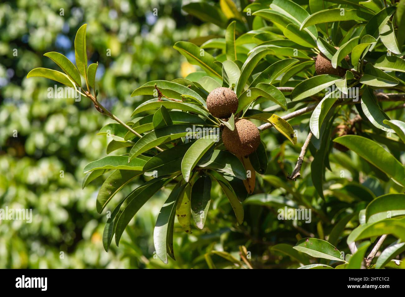 Raw Sawo manila fruit (Manilkara zapota) on the tree, commonly known as sapodilla, sapota, chikoo, chico, naseberry, or nispero Stock Photo