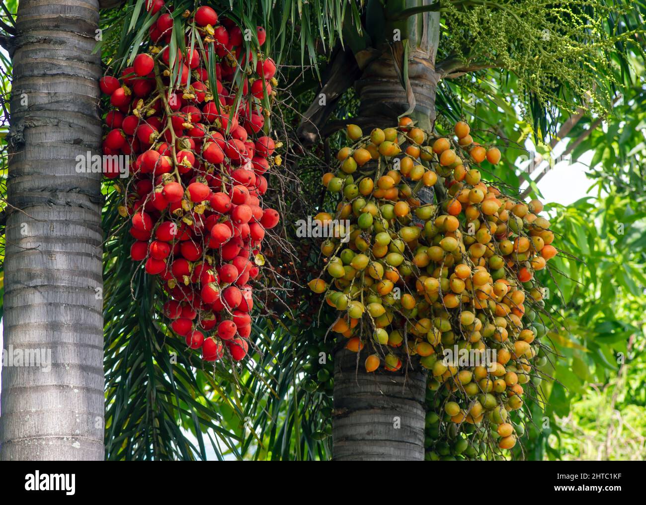 Red and brown Areca nut palm, Betel Nuts, Betel palm (Areca catechu) hanging on its tree Stock Photo