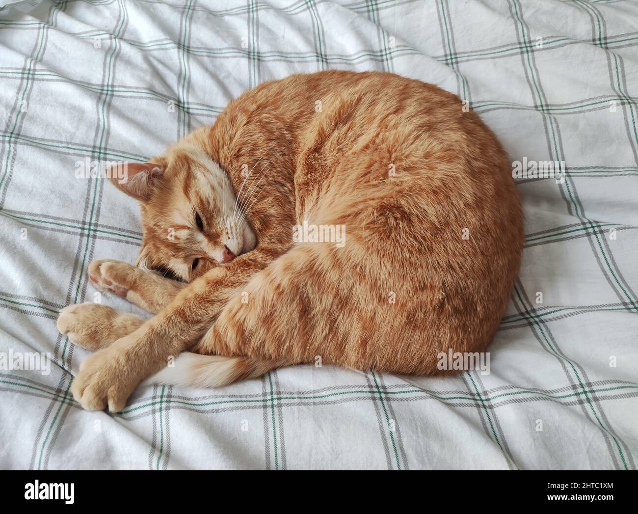 ginger cat sleeping in a bed Stock Photo