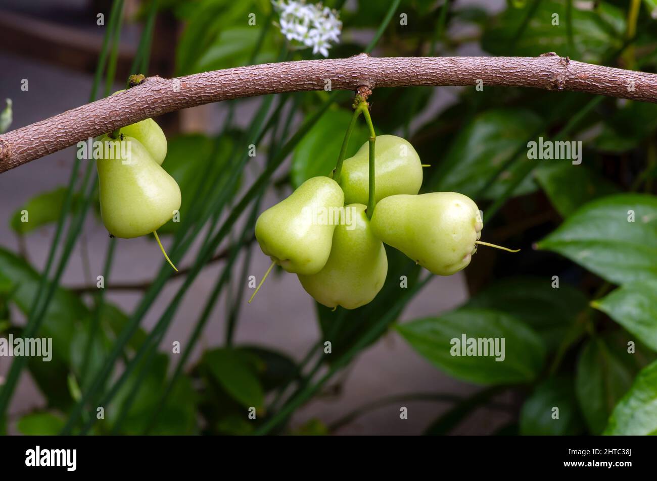 Young water apples fruits (Syzygium aqueum) on its tree, known as rose  apples or watery rose apples Stock Photo - Alamy