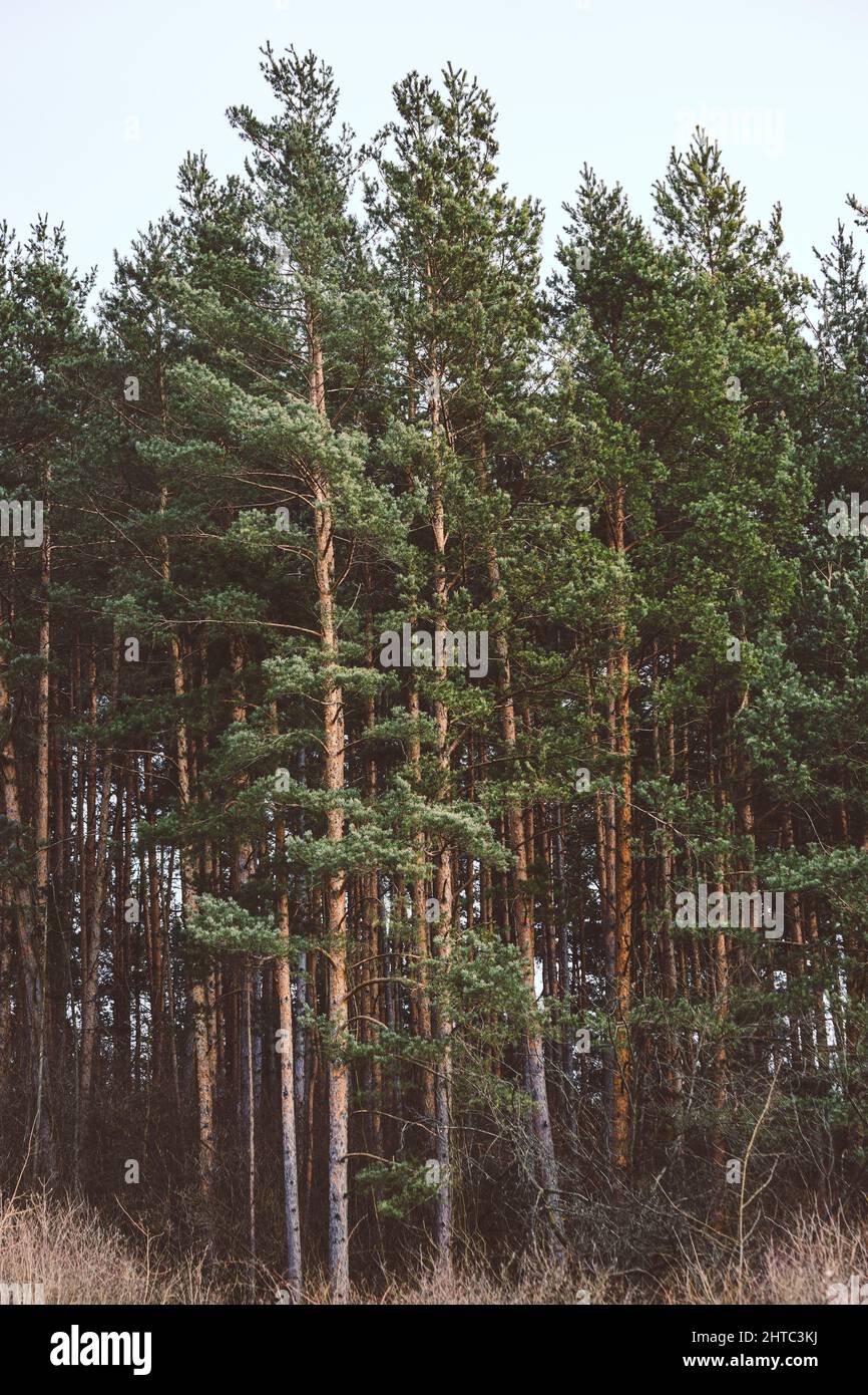 Beautiful view of a pine forest Stock Photo
