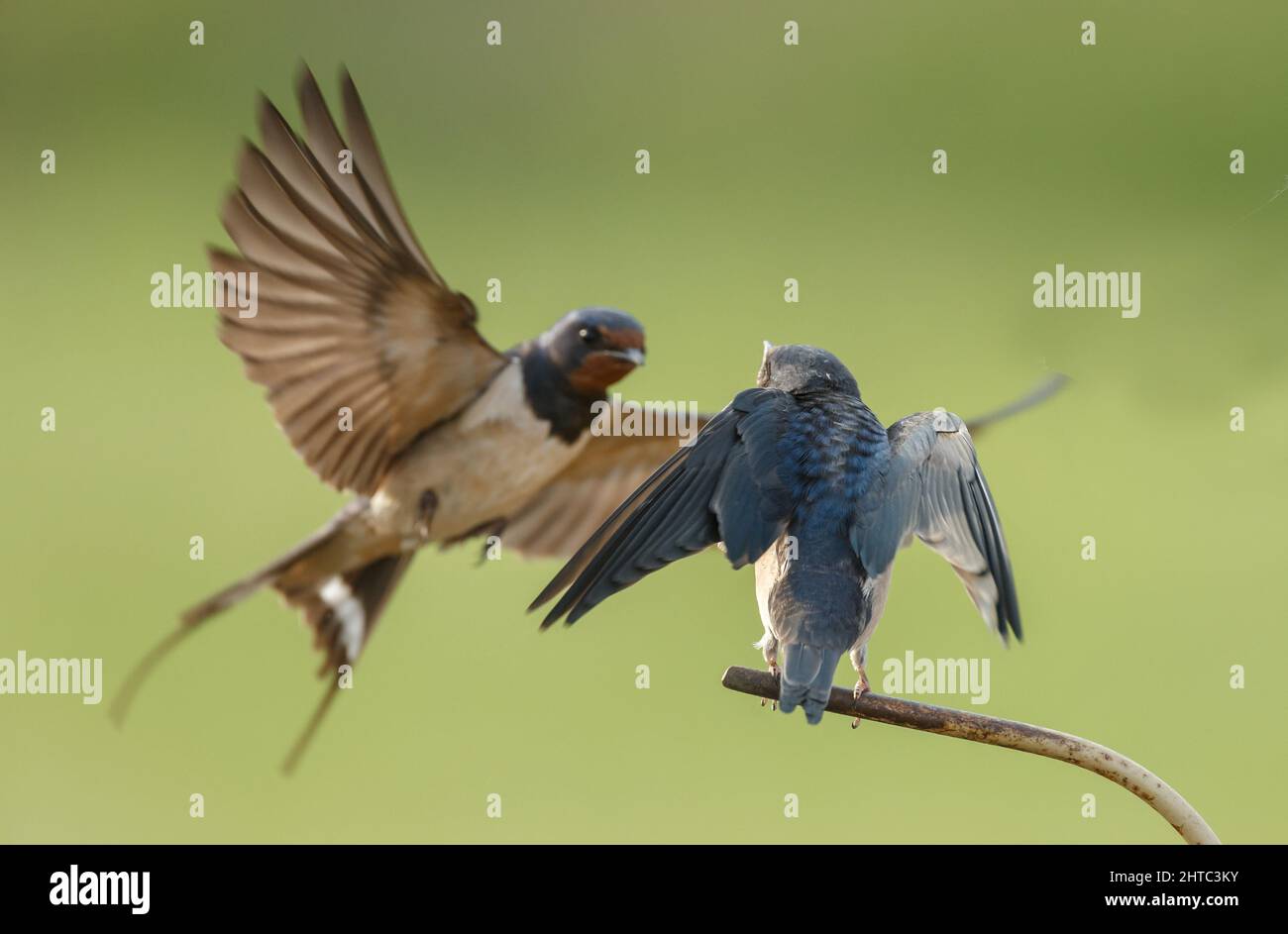 barn-swallow-a-little-bird-in-nature-but-with-great-flight-skills-stock