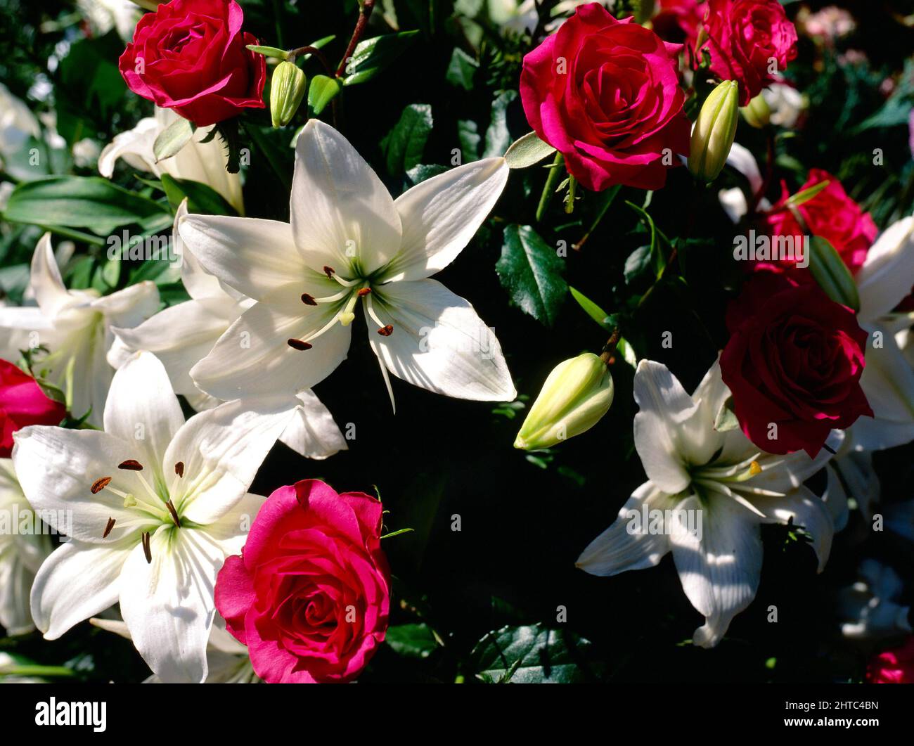 White Lily and Red Rose Flower Arrangement Stock Photo