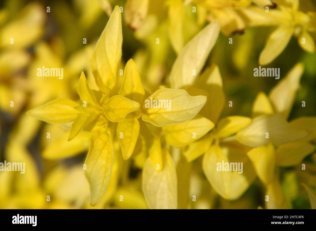 Origanum vulgare aureum oregano golden wild marjoram hires stock